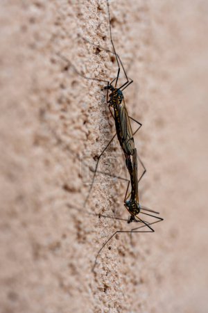 Photo for Two tipulidae crane flies mating on a wall background, close up - Royalty Free Image