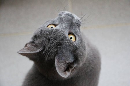 Foto de Hermoso pequeño gris gatito cabeza retrato - Imagen libre de derechos
