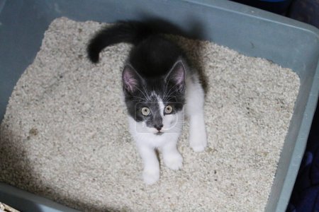 small gray and white kitten is sitting in the litter box and looking up to the camera