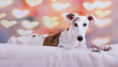Photo for Beautiful galgo is lying in the bed with a beautiful background with shiny hearts - Royalty Free Image