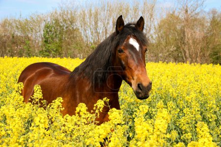 Téléchargez les photos : Beautiful brown quarter horse portrait in a yellow rape seed field on a sunny day - en image libre de droit