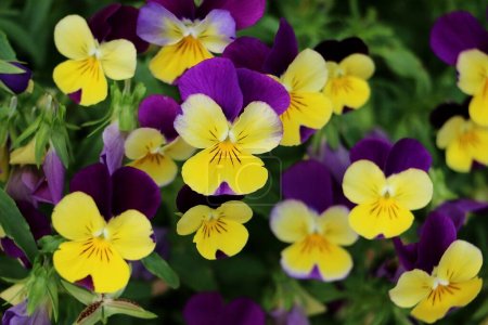 Close-up of purple yellow pansies in the garden