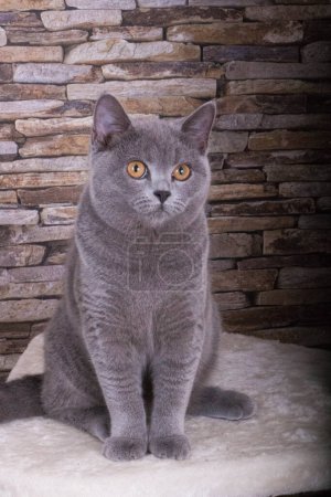 Photo for Beautiful grey cat is sitting on the scratching post in front of a brick wall - Royalty Free Image