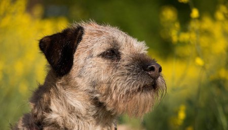 schönes Kopfporträt eines kleinen Border Terriers in einem gelben Rapsfeld