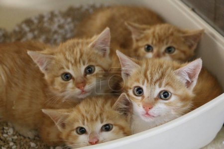 Téléchargez les photos : Portrait de quatre chatons timides rouges et blancs couchés dans la litière - en image libre de droit