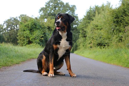 Retrato de un gran perro de montaña suizo se sienta en una calle