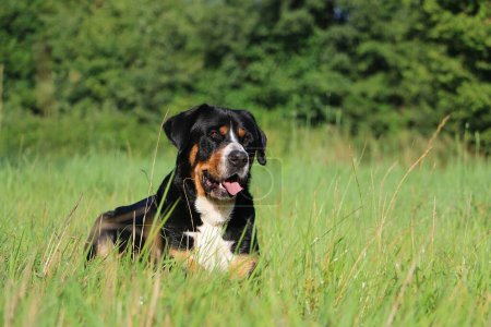  Portrait of a pretty tricolor Greater Swiss Mountain Dog lying in a green meadow