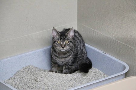 Téléchargez les photos : Petit chaton tabby est assis timide dans un coin des toilettes pour chat - en image libre de droit