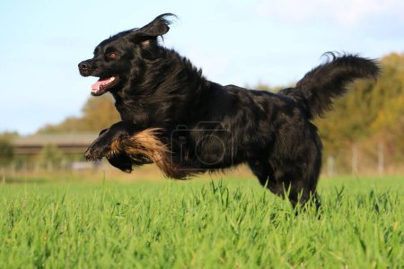 Foto de Guapo grande y negro Hovawart corre en un prado verde - Imagen libre de derechos