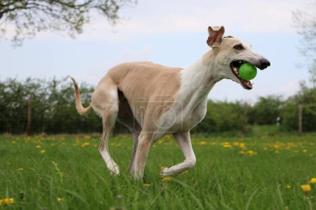divertido galgo blanco marrón se ejecuta en el jardín con dientes de león con una bola verde en la boca