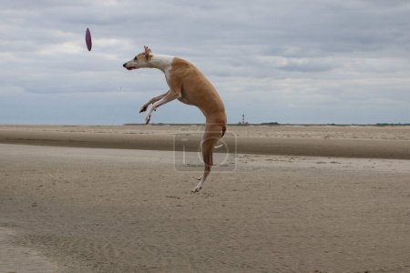 Drôle brun et blanc galgo saute sur la plage pour attraper un frisbee. En arrière-plan, vous pouvez voir un célèbre phare