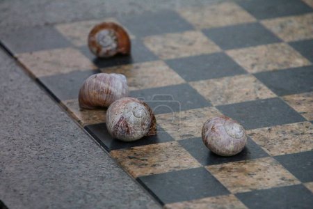 Close-up of snail shells lying on a chess board in the garden
