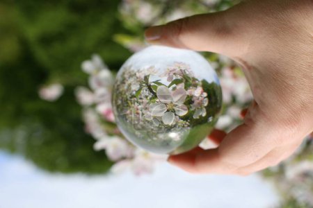 Hand holds a glass ball and behind it you can see an apple blossom