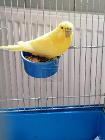 Photo for Little cute yellow canary sits in his cage on the food bowl and looks interestedly at the camera - Royalty Free Image