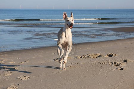 pretty funny light galgo running on the beach with light waves