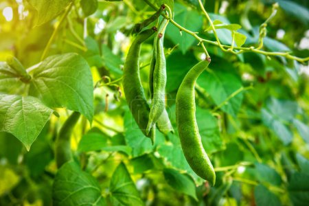 Beans grow in organic farm. Rich harvest of beans in the garden. Broad Bean. Agricultural theme