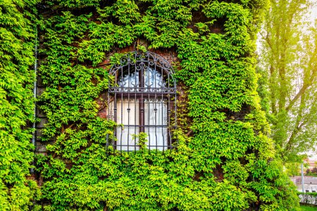 Old church window surrounded by creeping green ivy plants in sunlight