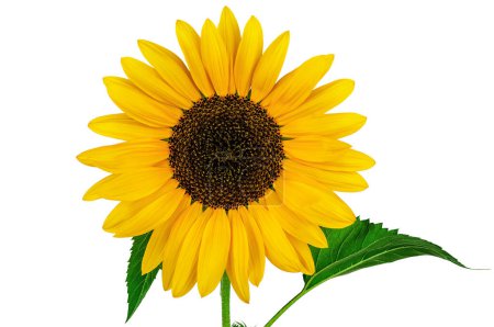 Photo for Beautiful sunflower flower isolated on white background - Royalty Free Image