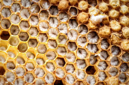 Bee Brood, bee larvae in honeycomb cell. Apiary theme