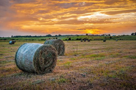 Photo for Beautiful landscape with hay bales at sunset. Agricultural theme - Royalty Free Image