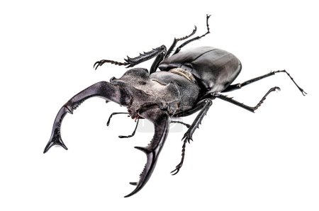 Beetle isolated on white background. Giant live black stag beetle