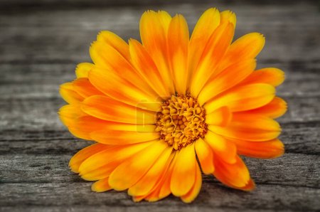 Photo for Orange color calendula flower on wooden background - Royalty Free Image