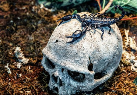 Photo for Black scorpion on real human skull. Scary picture - Royalty Free Image
