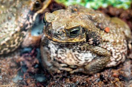 Close-up view of frog toad ropuha-aga. Focus o the face. Animal theme