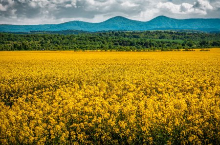 Photo for Blooming yellow rape field and mountains. Beautiful agricultural landscape - Royalty Free Image