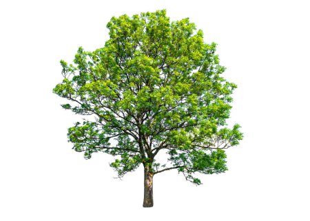 Photo for Green and lush ash tree isolated on white background - Royalty Free Image