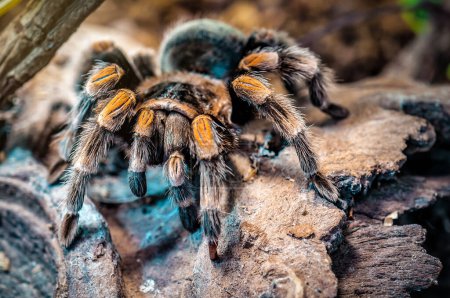 Photo for Hairy predatory live mexican redknee tarantula on the stone - Royalty Free Image