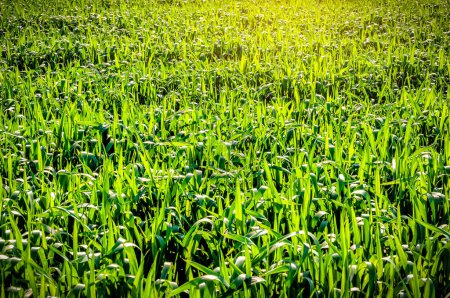 Photo for Green grass wheat field as a texture in sunlight - Royalty Free Image