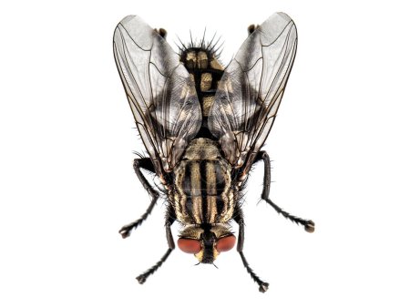 Photo for Live house fly isolated on white background - Royalty Free Image