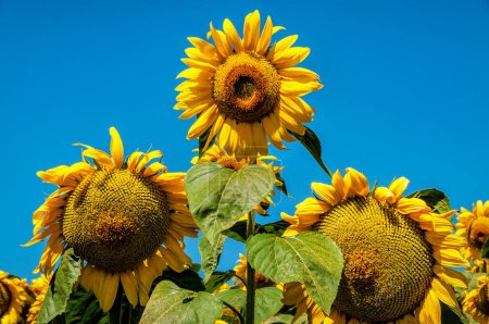 Photo for Lush sunflowers on blue sky background. Agricultural theme - Royalty Free Image
