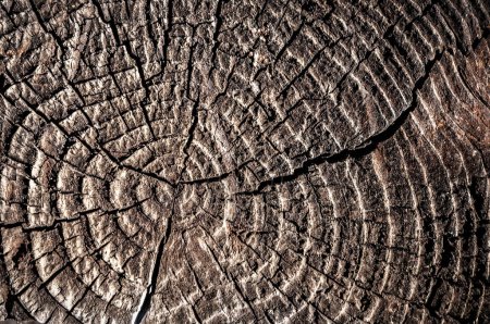 Foto de Círculos de madera agrietados antiguos como textura - Imagen libre de derechos