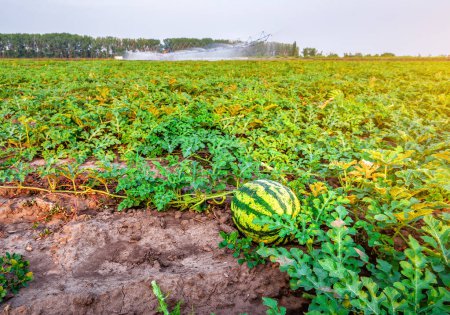 Photo for Organic ripe watermelon plantation and working watering machine. Agricultural theme - Royalty Free Image
