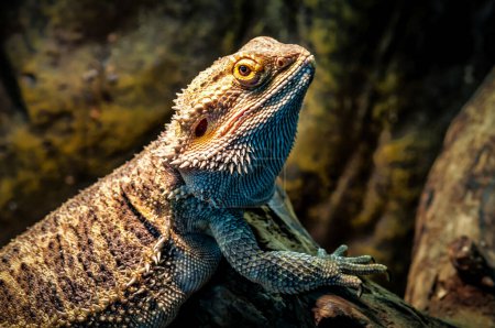 Photo for Portrait of live cute agama lizard (bearded dragon) - Royalty Free Image