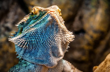 Photo for Portrait of live funny beautiful agama lizard (bearded dragon) - Royalty Free Image