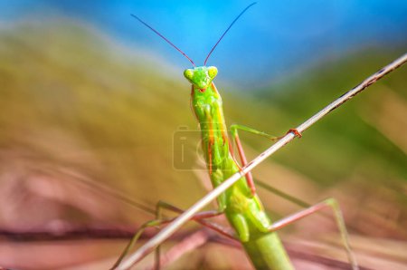Photo for Portrait of live green praying mantis in nature - Royalty Free Image