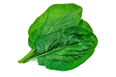 Photo for Tree green spinach leaves isolated on white background - Royalty Free Image