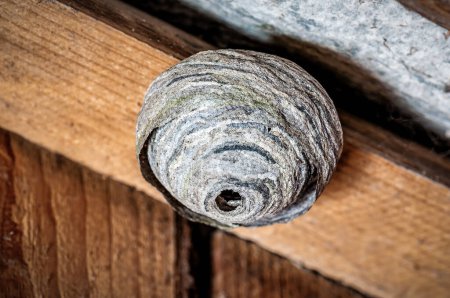 Photo for Wasp's nest under some roof. Animal theme - Royalty Free Image