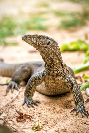 Portrait of live monitor lizard in the wild on the island of Sri Lanka
