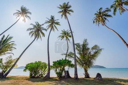 Téléchargez les photos : Belle vue sur les cocotiers et le soleil sur la plage de Koh Mak. Trat Province, Thaïlande - en image libre de droit