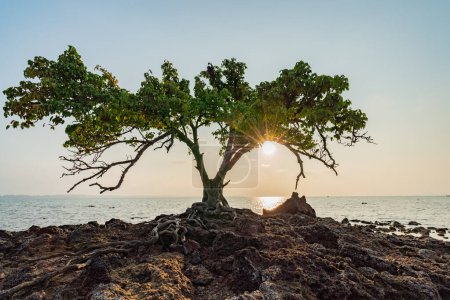 Téléchargez les photos : Coucher de soleil avec des arbres dans la belle mer à Paper Island, province de Trat, Thaïlande - en image libre de droit