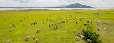 Foto de Las vacas pastan en el prado junto al lago. Provincia de Lopburi, Tailandia - Imagen libre de derechos