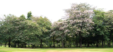 Foto de Una vista de árboles bellamente florecientes en un parque público. - Imagen libre de derechos