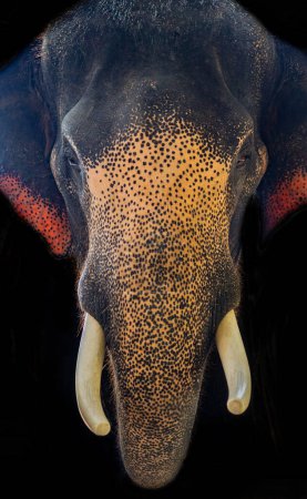 Foto de Cara de elefante con fondo negro - Imagen libre de derechos