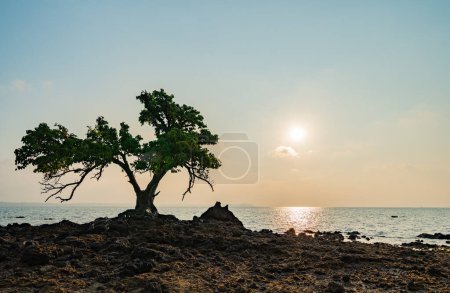 Sunset view with 1 tree on the beach, beautiful in the evening.