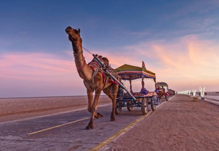 Carro de camello colorido en Rann of Kutch y telón de fondo de la puesta del sol, Rann of Kutch, Gujarat, India