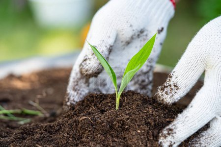Main tenant mousse de tourbe matière organique améliorer le sol pour l'agriculture culture de plantes biologiques, concept écologique.